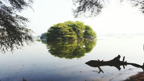 Reflection of trees in water