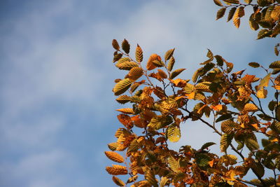 Low angle view of flower tree against sky