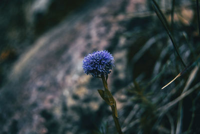 Close-up of thistle flower