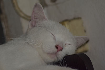 Close-up of cat sleeping