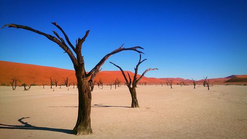 Bare tree on landscape against clear blue sky