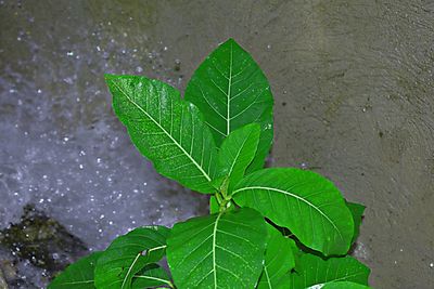 Close-up of wet plant leaves during rainy season