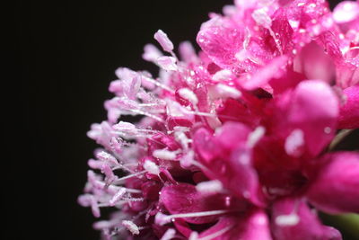 Close-up of pink flowering plant against black background