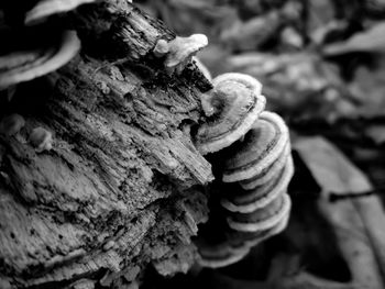 Close-up of shells on tree trunk