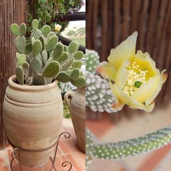 Close-up of potted cactus plant
