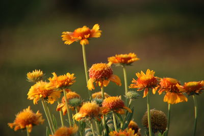 Close-up of orange flowers blooming outdoors