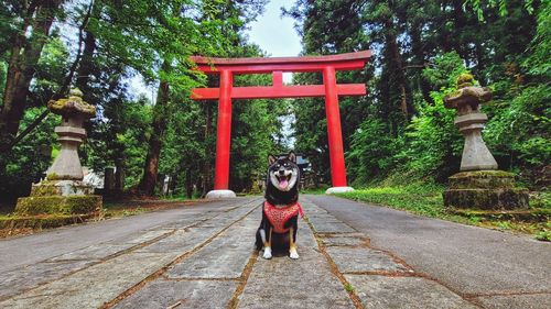 Black shiba in front of red gates