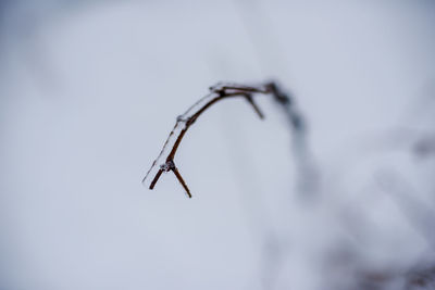 Close-up of insect against sky
