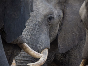 Close-up portrait of african elephant, botswana, africa
