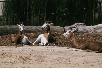 Donkey in zoo