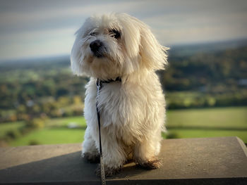 Close-up of dog sitting outdoors