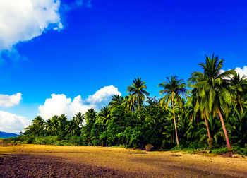 Trees growing on field against sky