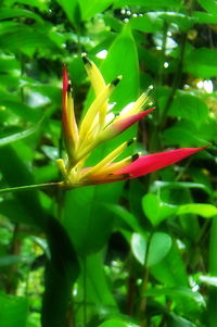 Close-up of flowers