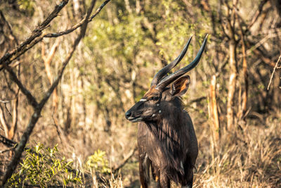 Deer in a forest