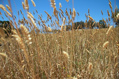 Close-up of plants on field against clear sky