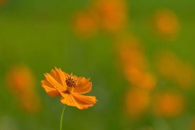 Close-up of orange cosmos flower blooming on field