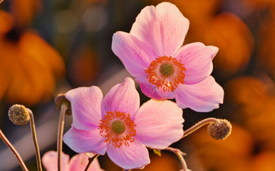 Close-up of pink flowering plants