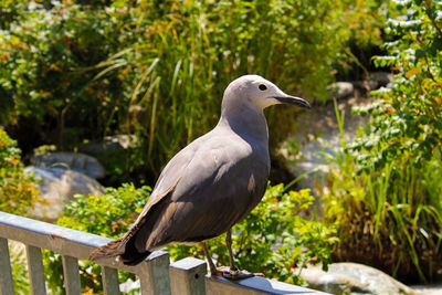 Close-up of bird perching on tree