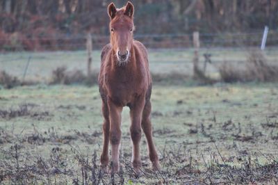 Portrait of horse standing on field