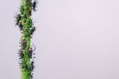 Close-up of plant against white background