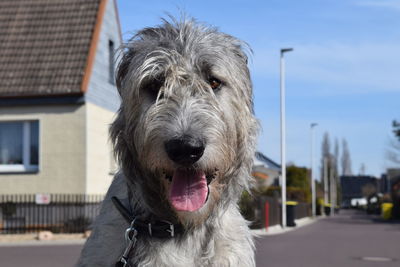 Portrait of dog in city against sky