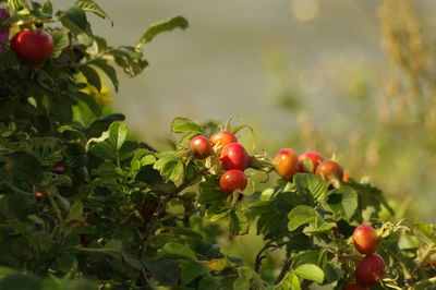 Red berries growing on tree