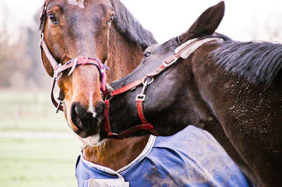 Close-up of horses