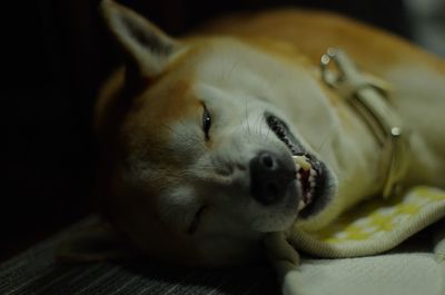Close-up of dog lying down on bed