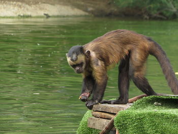 Side view of monkey drinking water