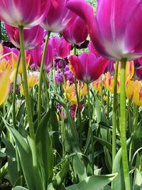 Close-up of pink tulips