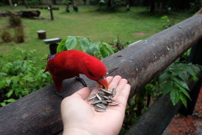 Close-up of hand holding a bird