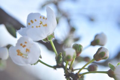 Close-up of flowers against blurred background