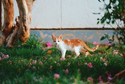 Cat looking away on field