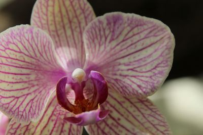 Close-up of pink flower