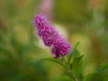Close-up of pink flowering plant