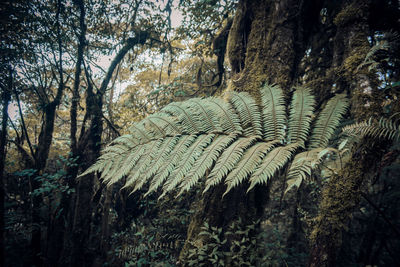 Panoramic shot of trees in forest