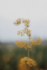 Close-up of yellow flowering plant on field