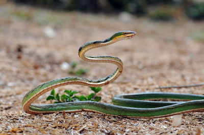 Close-up of snake on field