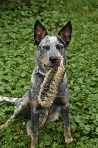 Cattle dog with horse hair brush. sugar the australian cattle dog.