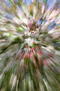 Full frame shot of flowering plant