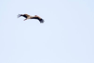 Low angle view of seagull flying against clear sky