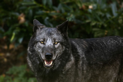 Close-up of a dog