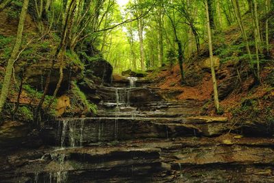 Scenic view of waterfall in forest