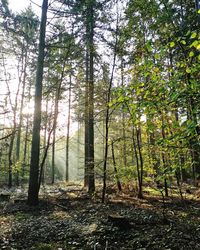 Trees in forest