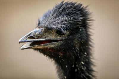 Close-up of a bird looking away