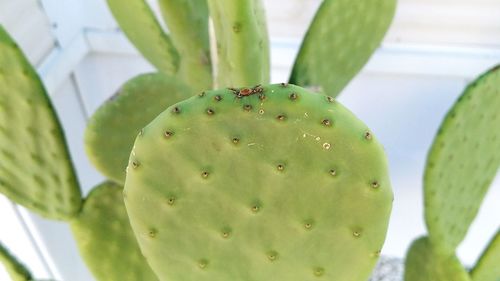 Close-up of prickly pear cactus