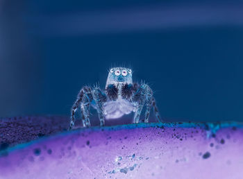 Close-up of spider by the sea