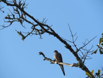 Low angle view of bird perching on tree against clear blue sky