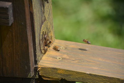 Close-up of honey bee at beehive