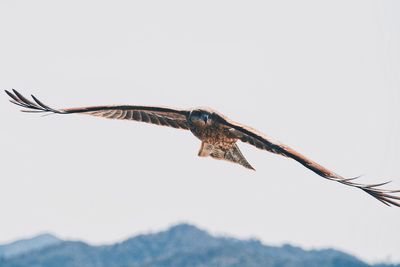 Close-up of a bird flying against the sky